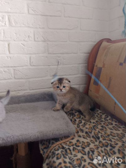 Шотландская котейка