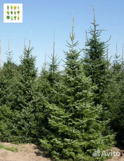 Крупномеры ели с гарантией