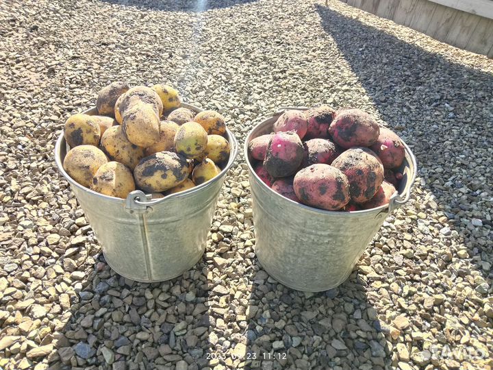 Картофель