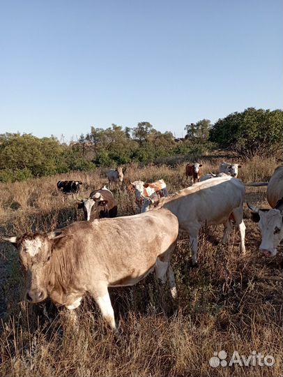 Крс и баранчики