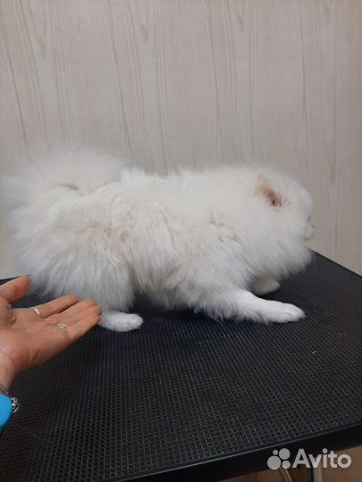Груминг. Стрижки собак и кошек