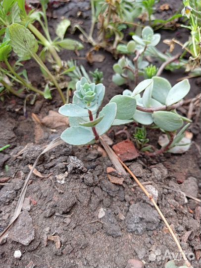 Очиток эверса