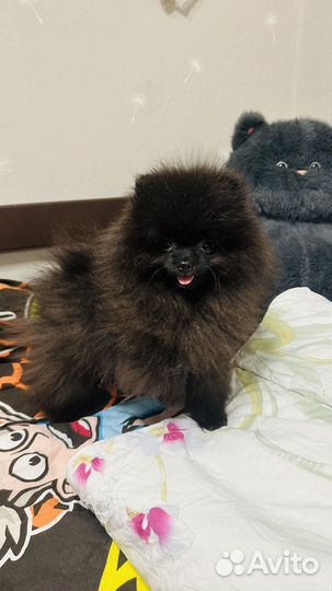 Малыши шпица