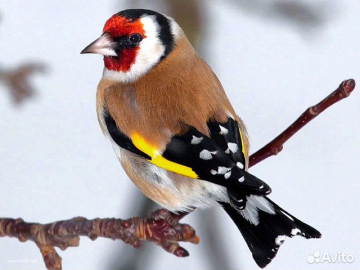 Лесные птицы: чиж, щегол, репел