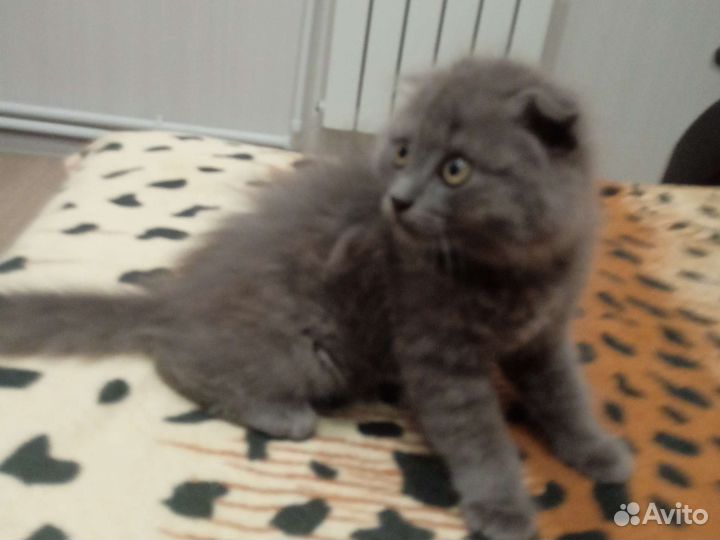 Вислоухий котенок 2 месяца