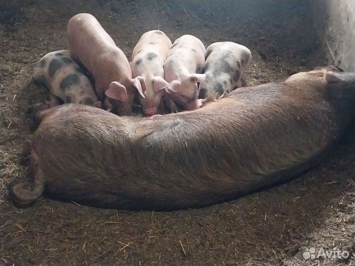 Поросята Кантор