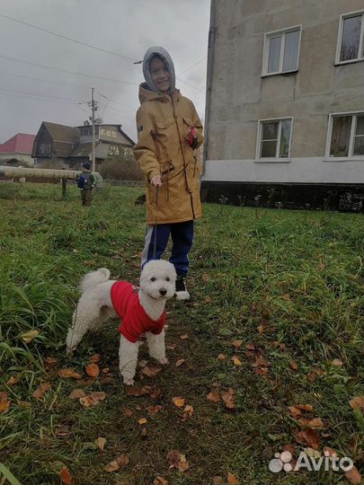 Вязка. Пудель