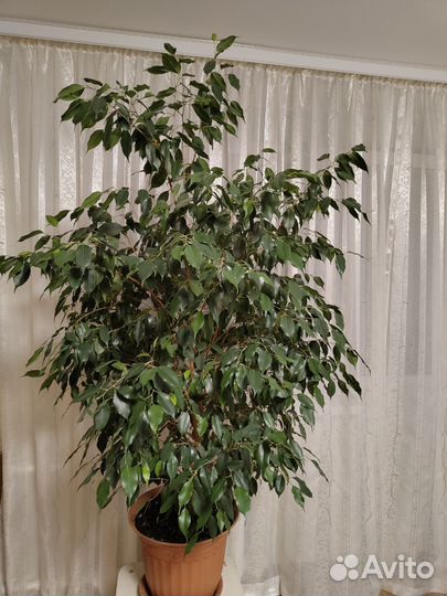 Фикус бенджамина большой