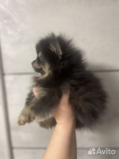 Щенки шпица мини