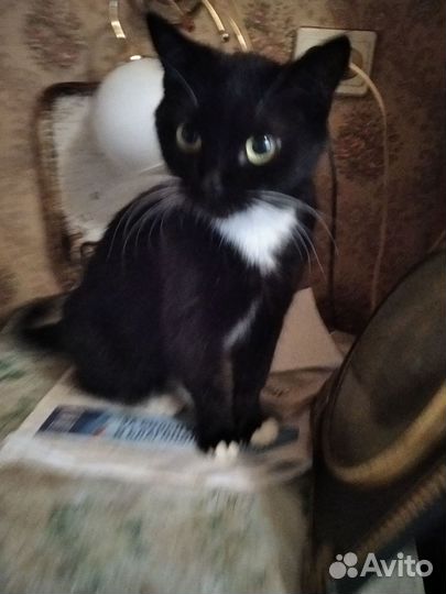 Кошечка ищет дом