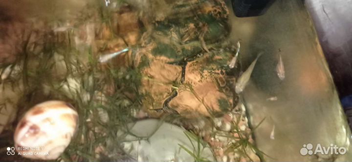 Аквариумные рыбки гуппи