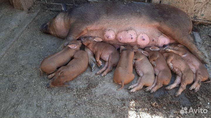 Паросята Дюрок,месячные