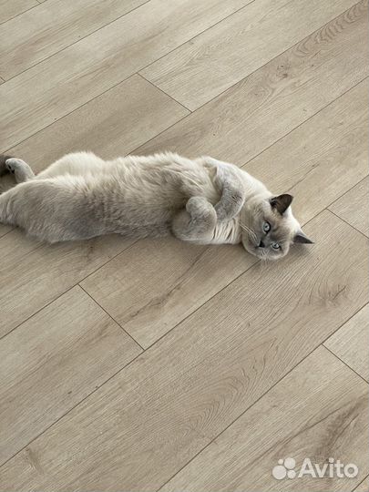 Продам кошку