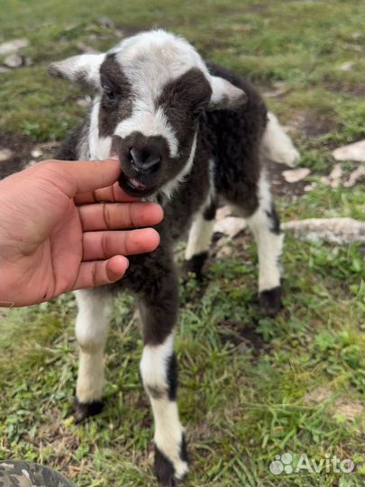 Овцы бараны ягнята