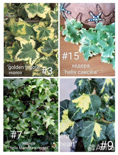 Хедера, плющ 15 сортов