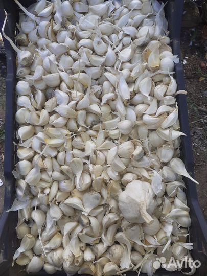 Зимний чеснок семена