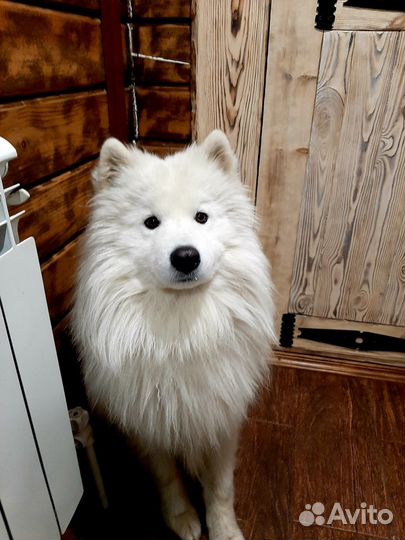 Вязка самоед