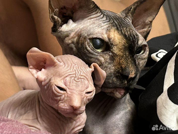 Котята канадский сфинкс