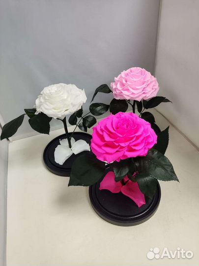 Подарок на новый год/ Цветы оптом