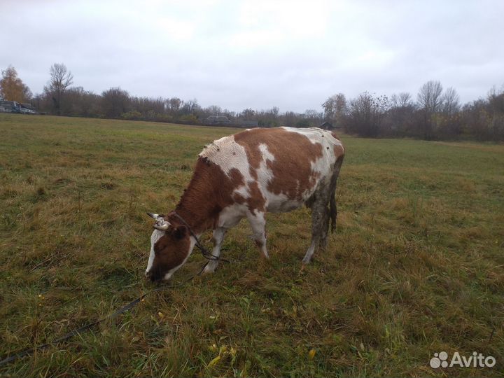 Коровы и бык