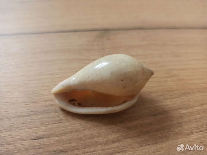 Морская раковина