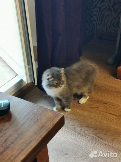 Кошки в добрые руки