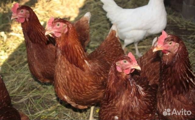 Куры несушки с доставкой в Обоянский р-н