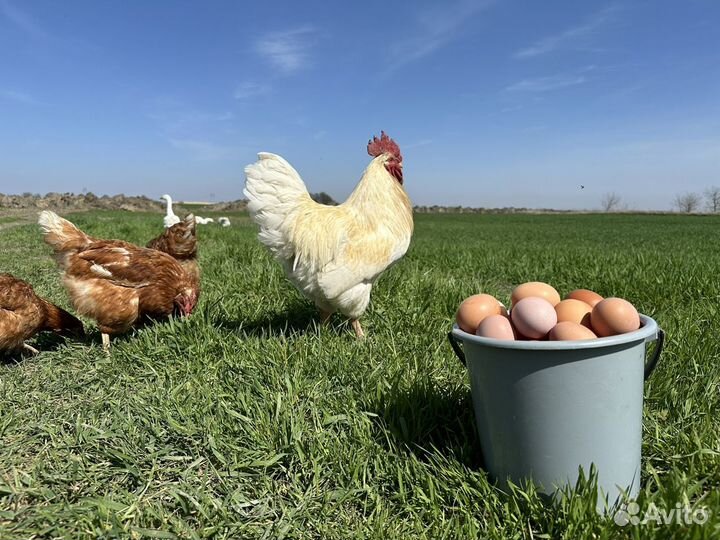 Домашние куриные, утиные яйца