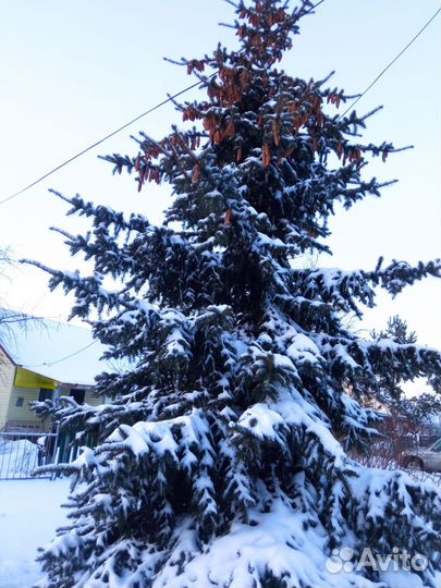 Продать живую ёлку