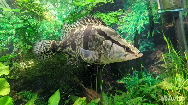 Аквариумные рыбки