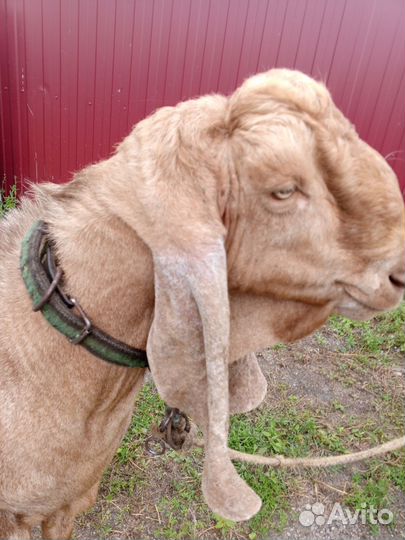 Козел племенной