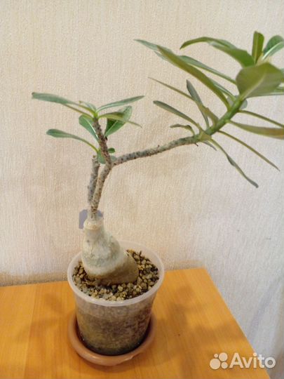 Адениум Da Khuc