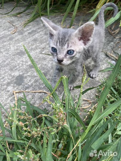 Котята девон-рекс девочка