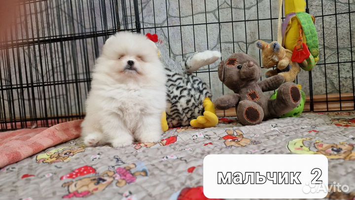 2 мальчика. есть видео