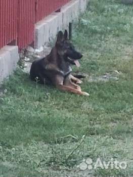 Собака в добрые руки отдам бесплатно