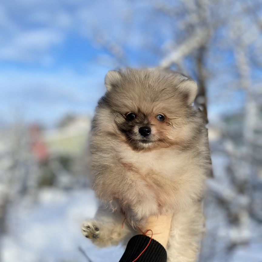 Померанский шпиц эксклюзивный мальчик