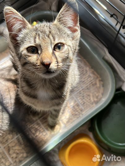 Котята в добрые ручки