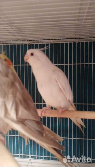 Попугай корелла альбинос