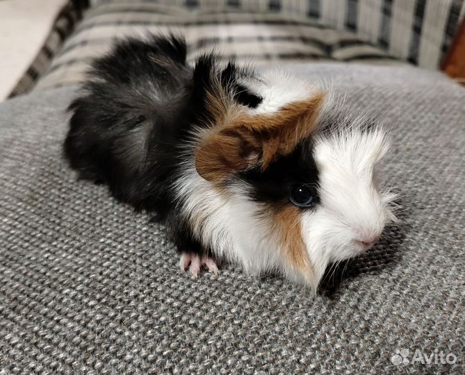 Морская свинка