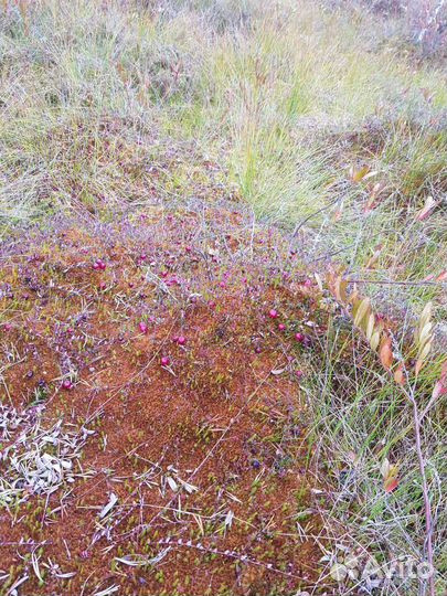 Клюква свежая