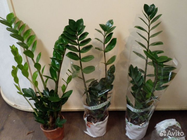 Замиокулькас