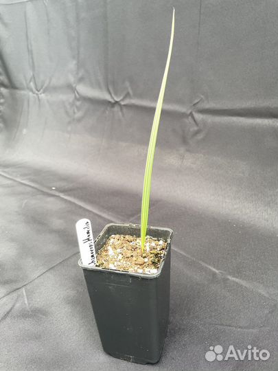 Хамеропс Хумилис / Chamaerops Humilis