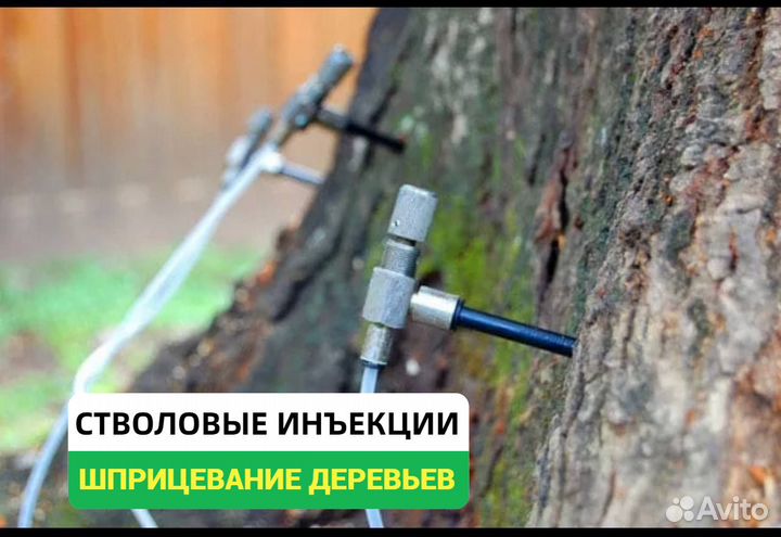 Лечение деревьев и растений от вредителей, грибков