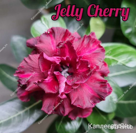 Адениумы тёмные сорта в ассортименте