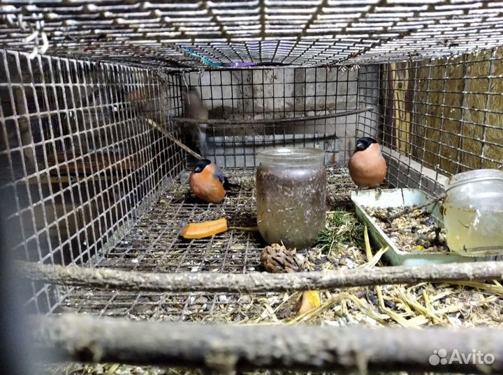 Щеглы, певчие птицы