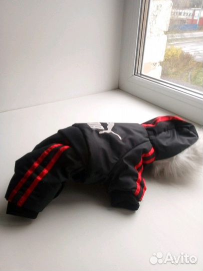 Зимний костюм для Той терьера