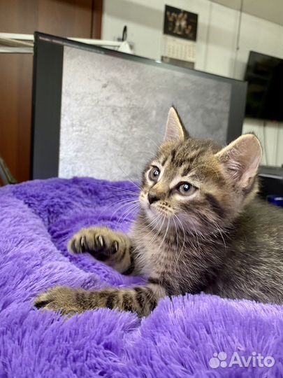 Котенок в добрые руки (девочка 1.5мес)