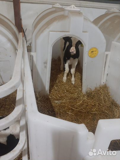 Бычки и быки