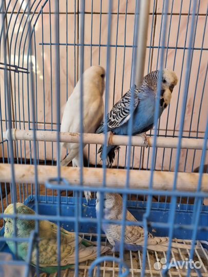 Попугаи Чехи