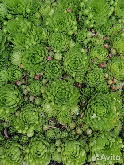 Молодило каменная роза